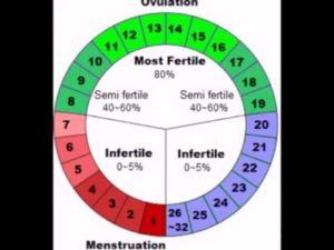 Когда наступает овуляция после месячных при цикле 28