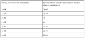 Длина шейки матки на 36 неделе беременности