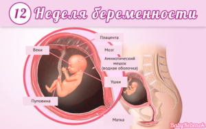 13 неделя беременности что происходит с малышом