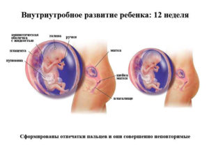 Развитие ребенок в 12 недель беременности