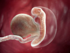 5 неделя беременности эмбриональная