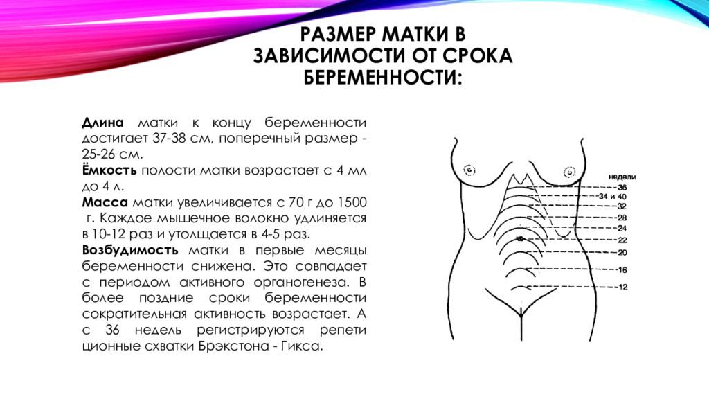 Размер матки на 10 неделе беременности