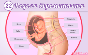 Срок 22 недели беременности
