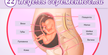 Срок 22 недели беременности