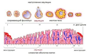 Во время овуляции ппа