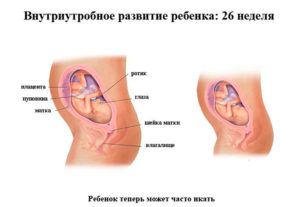 26 неделя беременности расположение плода