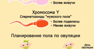 В какой позе лучше зачать ребенка. Зачать девочку по овуляции. Пол ребенка по овуляции. Зачатие мальчика по овуляции. Планирование пола ребенка по овуляции.