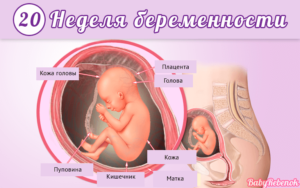 Беременность 20 недель развитие плода и ощущения