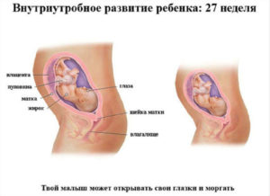 27 неделя беременности развитие малыша