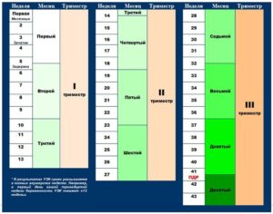 5 месяцев беременности сколько недель