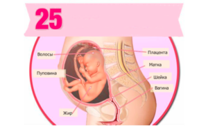 Расположение плода 23 неделя беременности