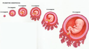 Как выглядит эмбрион на 3 недели беременности
