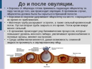 Через сколько происходит оплодотворение после овуляции