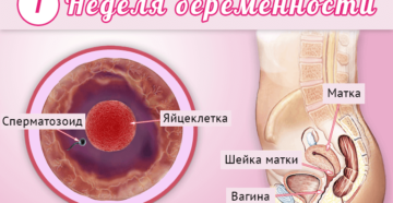 1 неделя беременности после зачатия что происходит