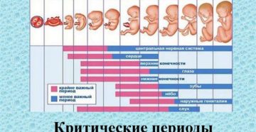 3 неделя беременности от зачатия что происходит с плодом