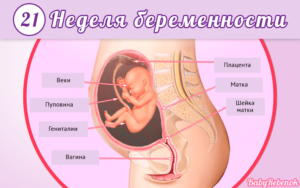 Беременность 21 неделя развитие плода и ощущения