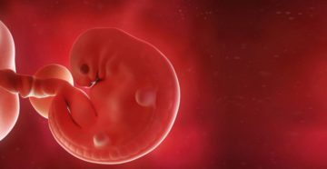 Что происходит с эмбрионом на 6 неделе беременности