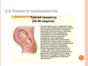 Третий триместр беременности что нужно знать
