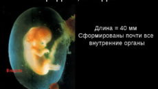 Как выглядит эмбрион на 8 неделе беременности