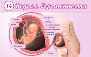 Болит живот на 14 неделе беременности