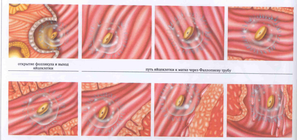 Неоплодотворенная яйцеклетка. Путь неоплодотворенной яйцеклетки.