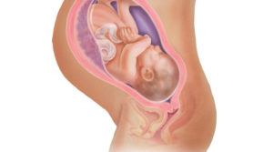 Плацента на 40 неделе беременности