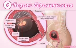 6 неделя беременности признаки и ощущения