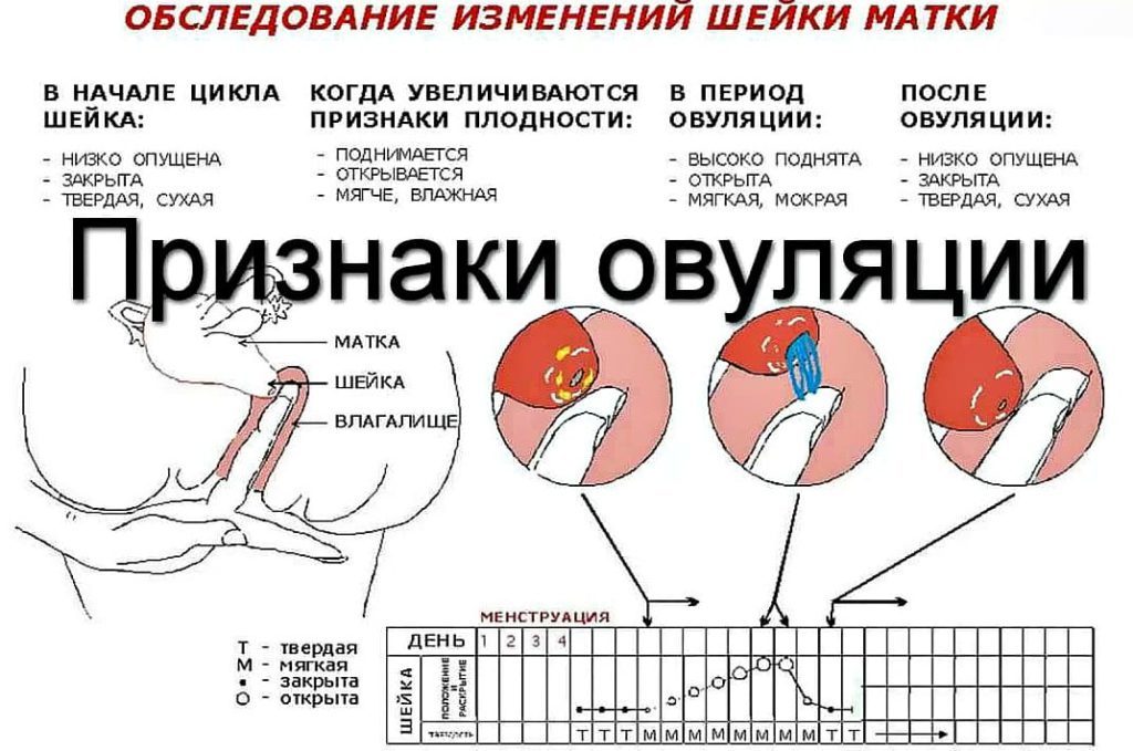 Преждевременная овуляция у мужчин лечение народными средствами