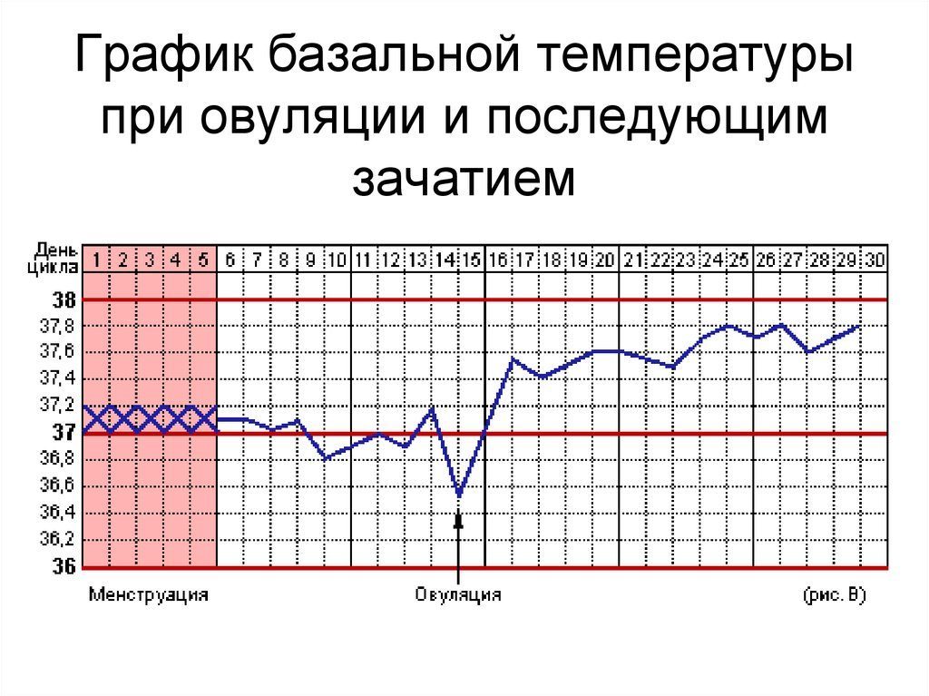 Температура при овуляции может ли быть