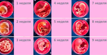 Беременность 3 недели что происходит с плодом