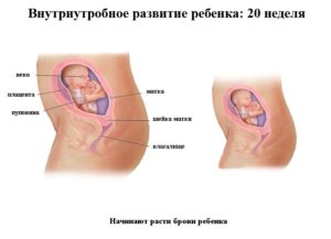 Положение ребенка на 20 неделе беременности