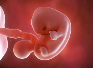 Как выглядит эмбрион на 7 неделе беременности