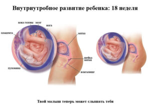 Где находится ребенок на 18 неделе беременности