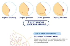 Перестала болеть грудь на 11 неделе беременности