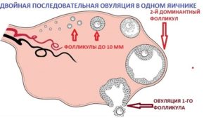 Двойная овуляция признаки