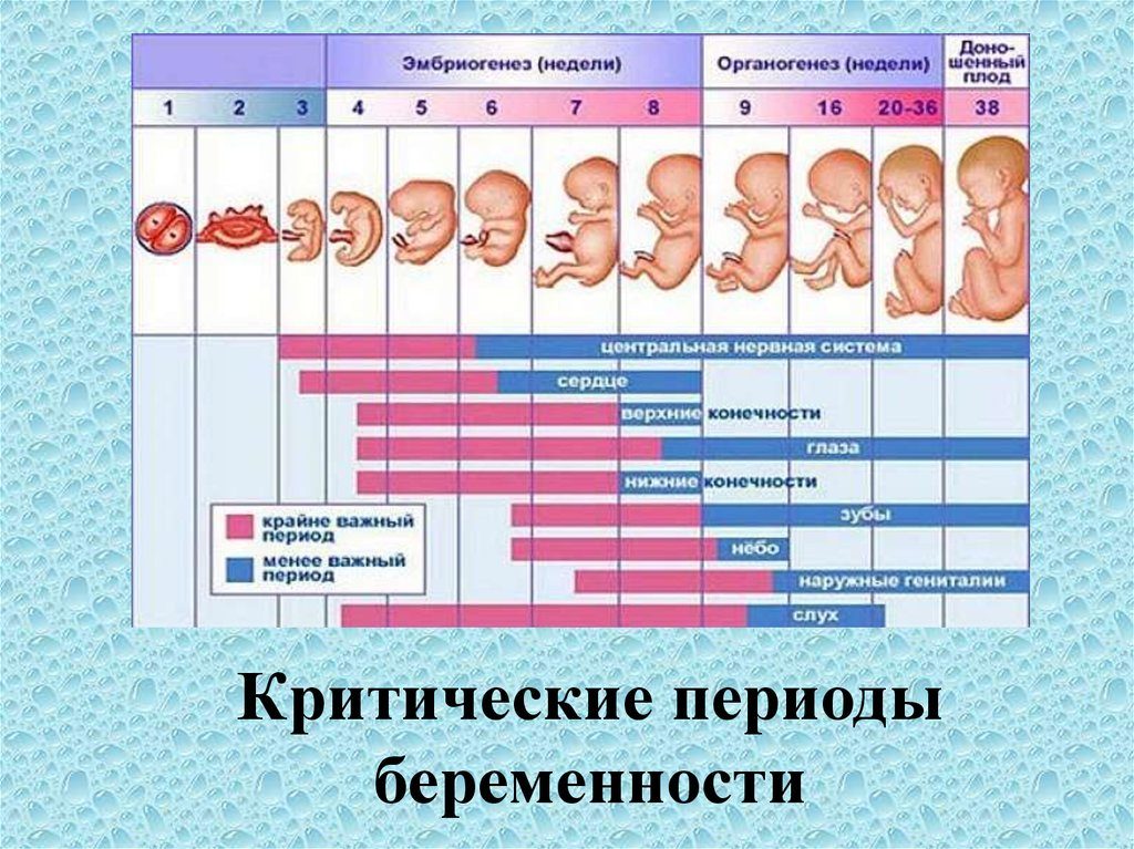 2 недели беременности от зачатия что происходит с малышом