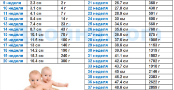 Вес ребенка на 24 неделе беременности норма