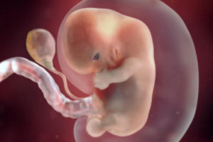 Эмбрион на 8 неделе беременности