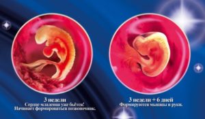 Эмбрион на 2 неделе беременности