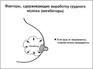 Как вырабатывается молоко у кормящей мамы