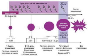 При низком амг стимуляция овуляции
