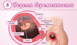 8 я неделя беременности