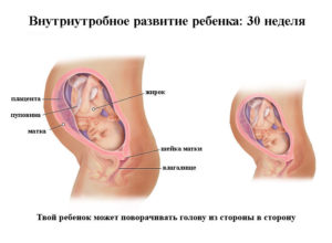 Положение плода на 30 неделе беременности