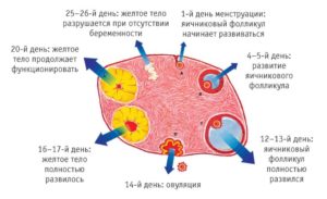 Как созревают фолликул и яйцеклетка что происходит при овуляции