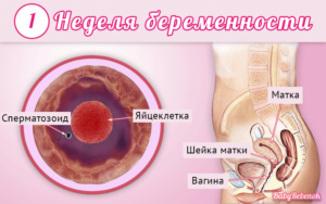 1 неделя беременности после зачатия ощущения