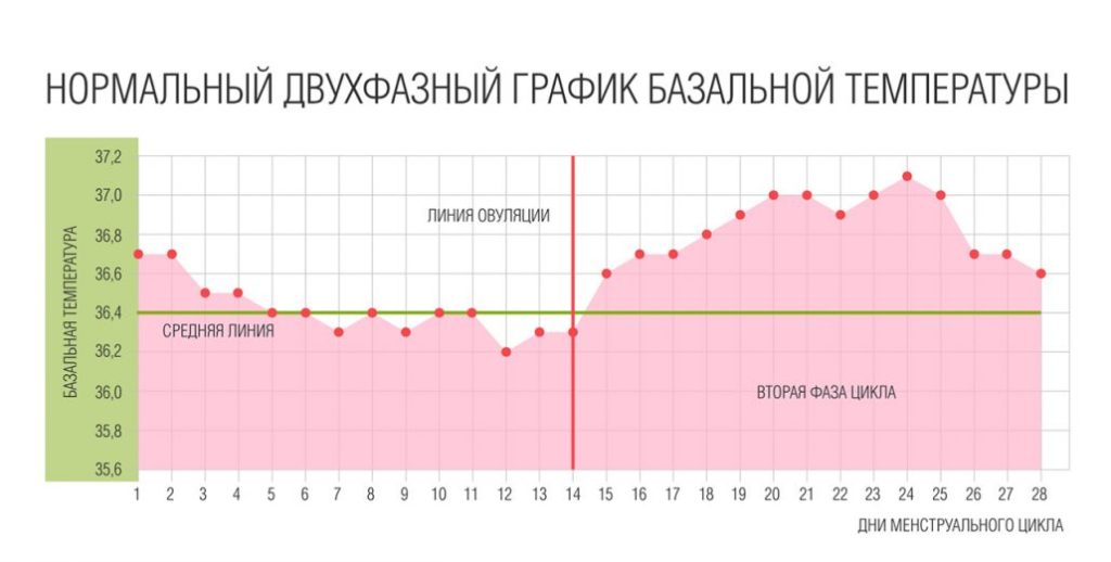 Температура во время овуляции тела