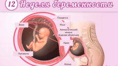 Размер ребенка в 13 недель беременности