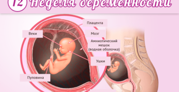 Размер ребенка в 13 недель беременности