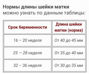 Шейка матки на 20 неделе беременности норма