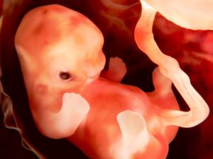 2 неделя беременности эмбриональная